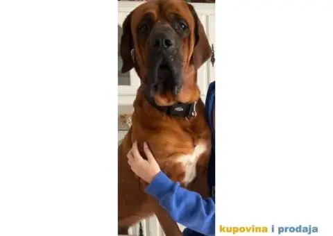 TOSA INU / JAPANSKI BORAC - rezervacija stenaca - 8/9