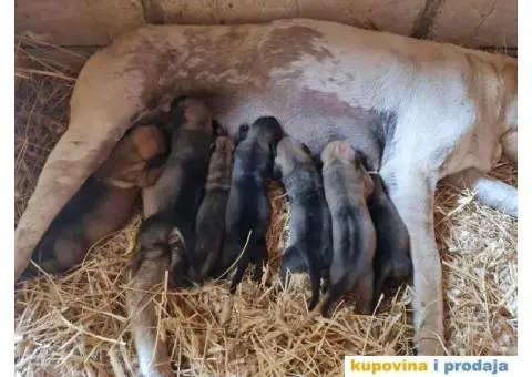 TOSA INU / JAPANSKI BORAC - rezervacija stenaca - 9/9