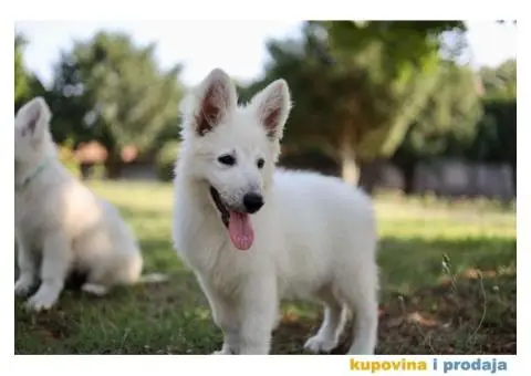 Beli švajcarski ovčar prelepi štenci - 1/11