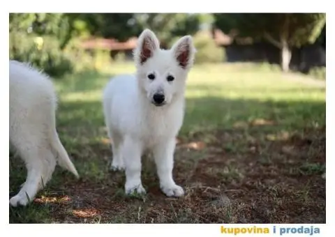 Beli švajcarski ovčar prelepi štenci - 2/11