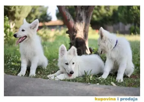 Beli švajcarski ovčar prelepi štenci - 4/11