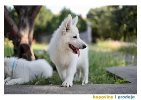 Beli švajcarski ovčar prelepi štenci - 5/11