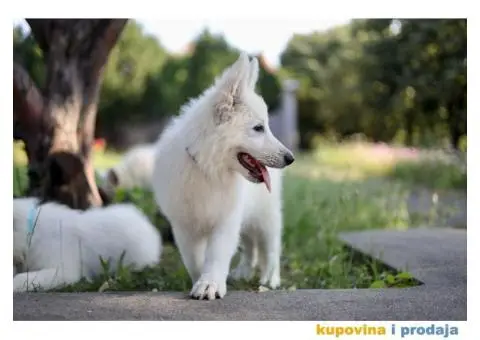 Beli švajcarski ovčar prelepi štenci - 6/11