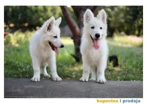 Beli švajcarski ovčar prelepi štenci - 8/11