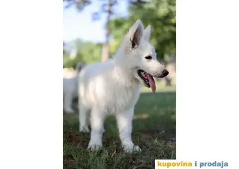 Beli švajcarski ovčar prelepi štenci - 10/11