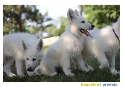 Beli švajcarski ovčar prelepi štenci - 11/11
