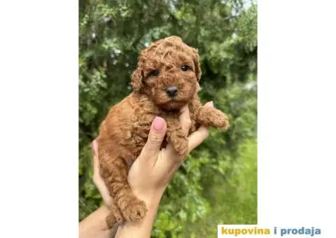 Pudlica prelepi štenci - 1/9