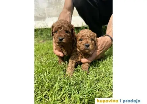 Pudlica prelepi štenci - 2/9