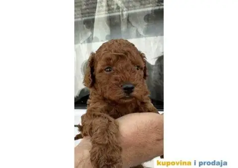 Pudlica prelepi štenci - 5/9