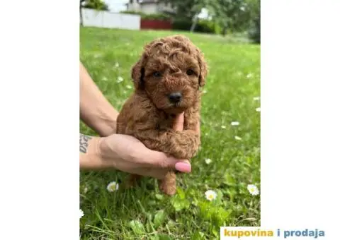 Pudlica prelepi štenci - 6/9