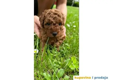 Pudlica prelepi štenci - 8/9