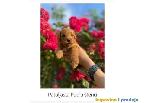 Patuljaste pudle - 1/3