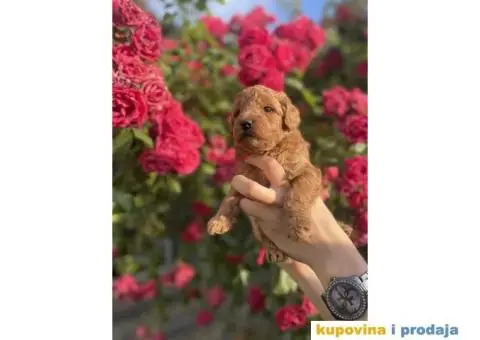 Patuljaste pudle - 3/3