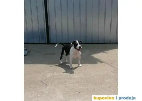 Stafordski Bul Terijer štene - 1/9