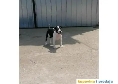 Stafordski Bul Terijer štene - 2/9