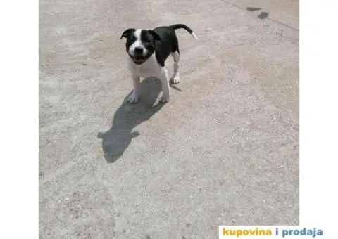 Stafordski Bul Terijer štene - 4/9