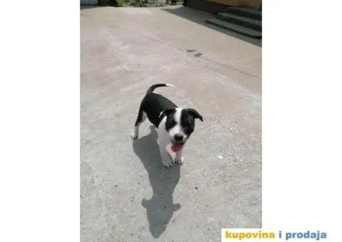 Stafordski Bul Terijer štene - 5/9