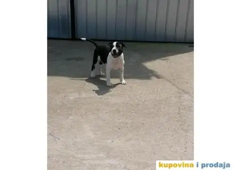 Stafordski Bul Terijer štene - 8/9