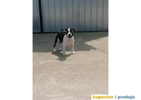 Stafordski Bul Terijer štene - 9/9