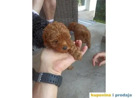 Toy Patuljasta Pudla - 2/11