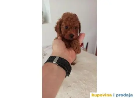 Toy Patuljasta Pudla - 5/11