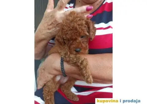 Toy Patuljasta Pudla - 6/11