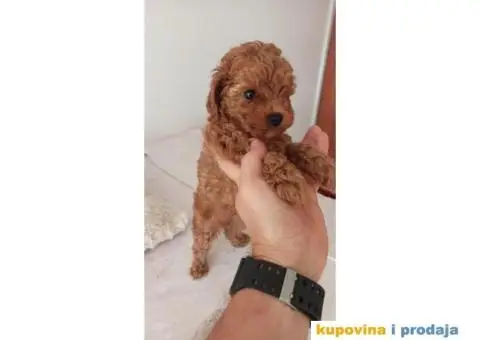 Toy Patuljasta Pudla - 8/11