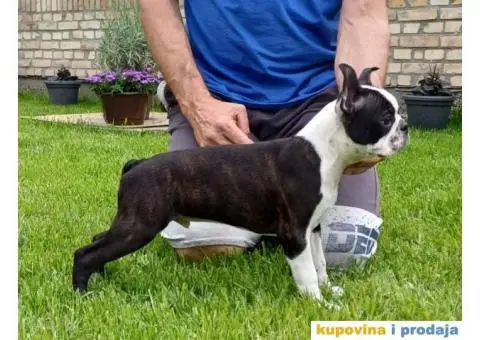 Boston Terijer - 2/3