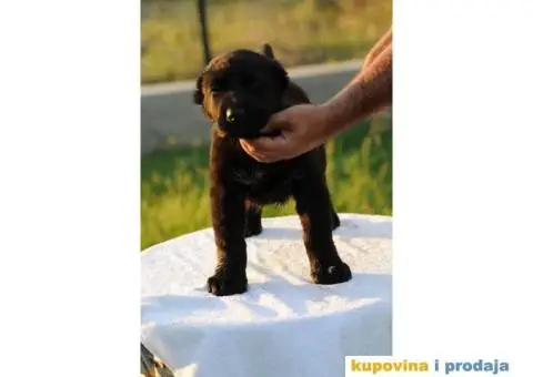 Srednjeazijski ovčar VRHUNSKI štenci - 1/12