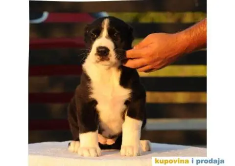 Srednjeazijski ovčar VRHUNSKI štenci - 2/12