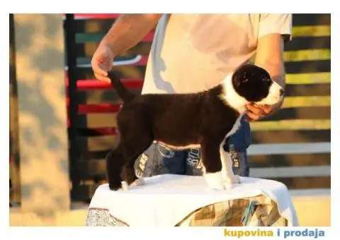 Srednjeazijski ovčar VRHUNSKI štenci - 3/12