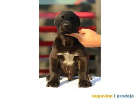 Srednjeazijski ovčar VRHUNSKI štenci - 4/12