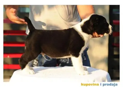 Srednjeazijski ovčar VRHUNSKI štenci - 5/12