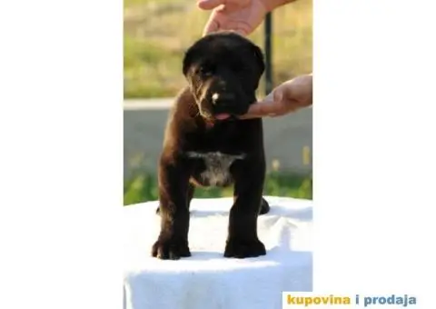 Srednjeazijski ovčar VRHUNSKI štenci - 6/12