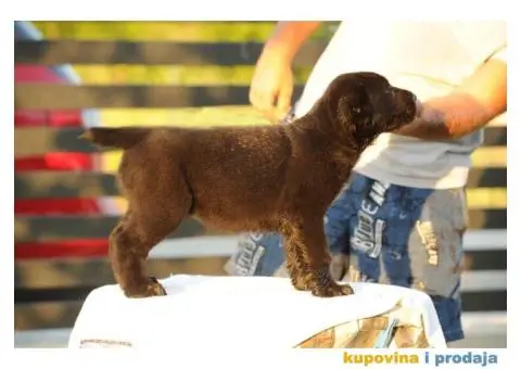 Srednjeazijski ovčar VRHUNSKI štenci - 7/12