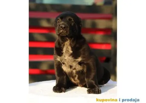 Srednjeazijski ovčar VRHUNSKI štenci - 8/12