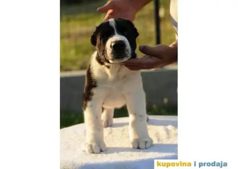 Srednjeazijski ovčar VRHUNSKI štenci - 9/12