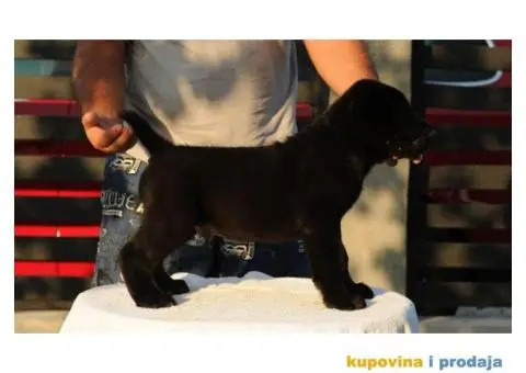 Srednjeazijski ovčar VRHUNSKI štenci - 10/12