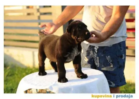 Srednjeazijski ovčar VRHUNSKI štenci - 11/12