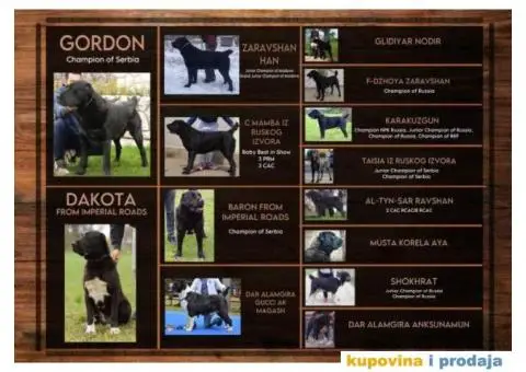 Srednjeazijski ovčar VRHUNSKI štenci - 12/12