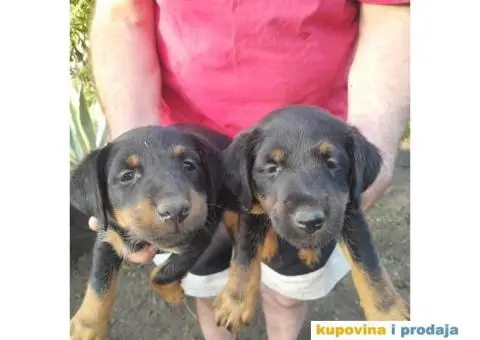 Nemački lovački terijer