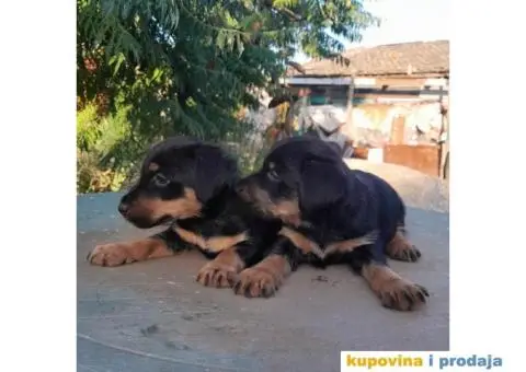 Nemački lovački terijer - 2/2