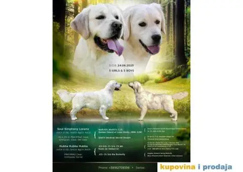 Zlatni Retriver štenci - 1/7