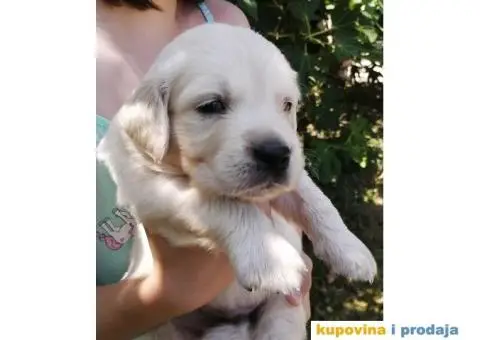 Zlatni Retriver štenci - 3/7