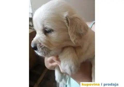 Zlatni Retriver štenci - 4/7