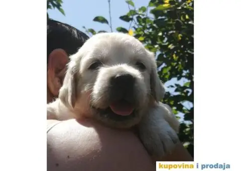 Zlatni Retriver štenci - 5/7