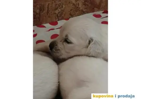 Zlatni Retriver štenci - 6/7