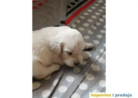 Zlatni Retriver štenci - 7/7