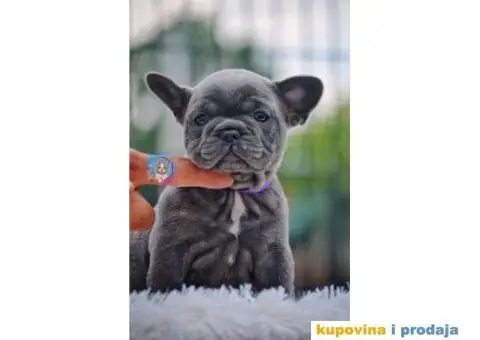 Francuski Buldog - 1/5