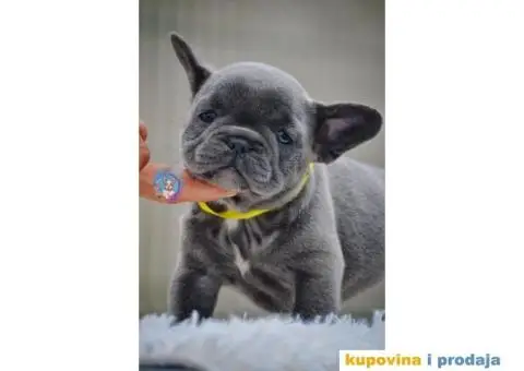 Francuski Buldog - 2/5